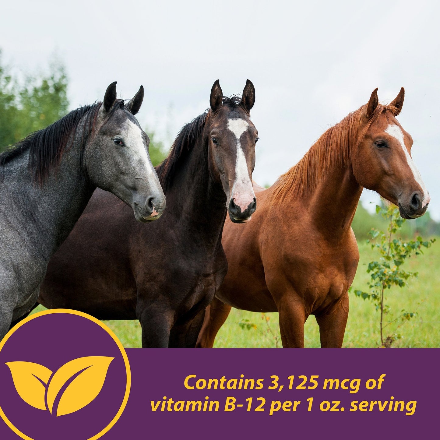 Horse Health Vita B-1 Crumbles