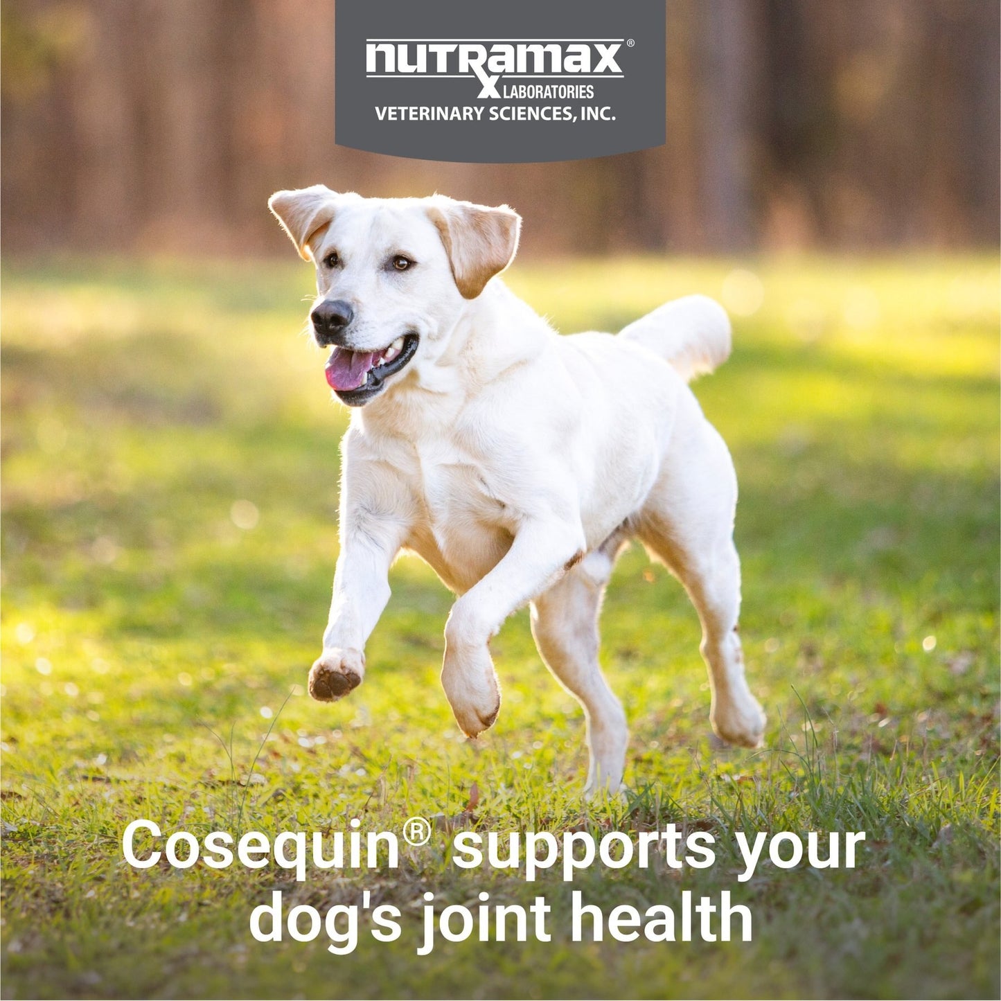 Cosequin Maximum Strength Plus MSM Chewable Tablets