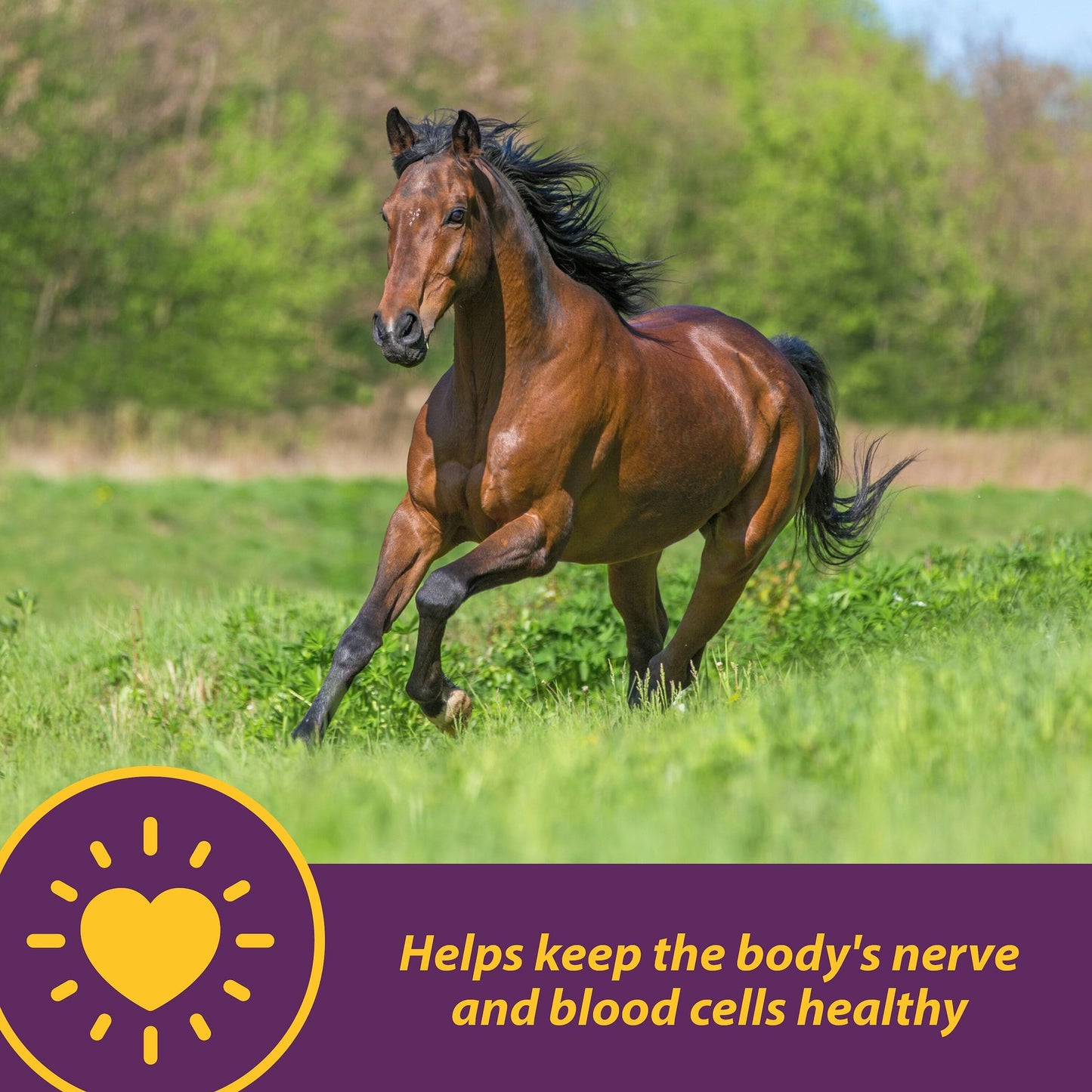 Horse Health Vita B-1 Crumbles