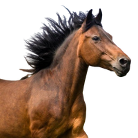 Horses