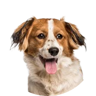 Dogs