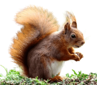Small Animals