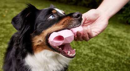 PetHonesty 10-for-1 Multivitamin Snacks
