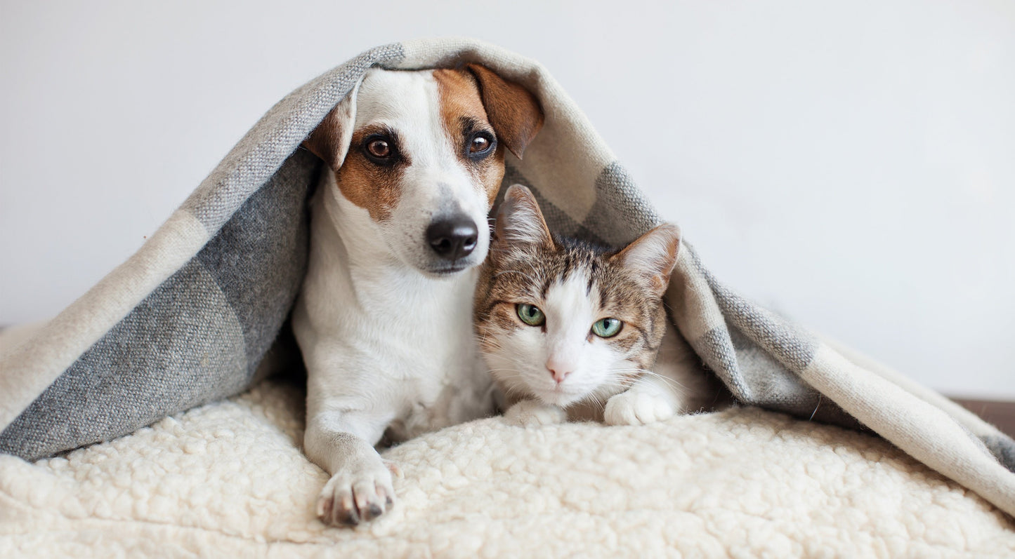 PetAg CatSure Nutritional Supplement