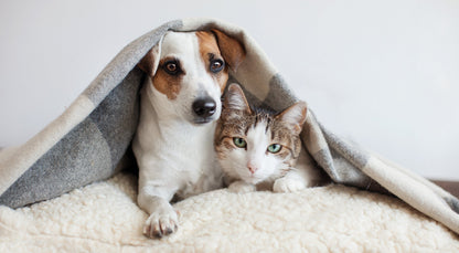PetAg CatSure Nutritional Supplement
