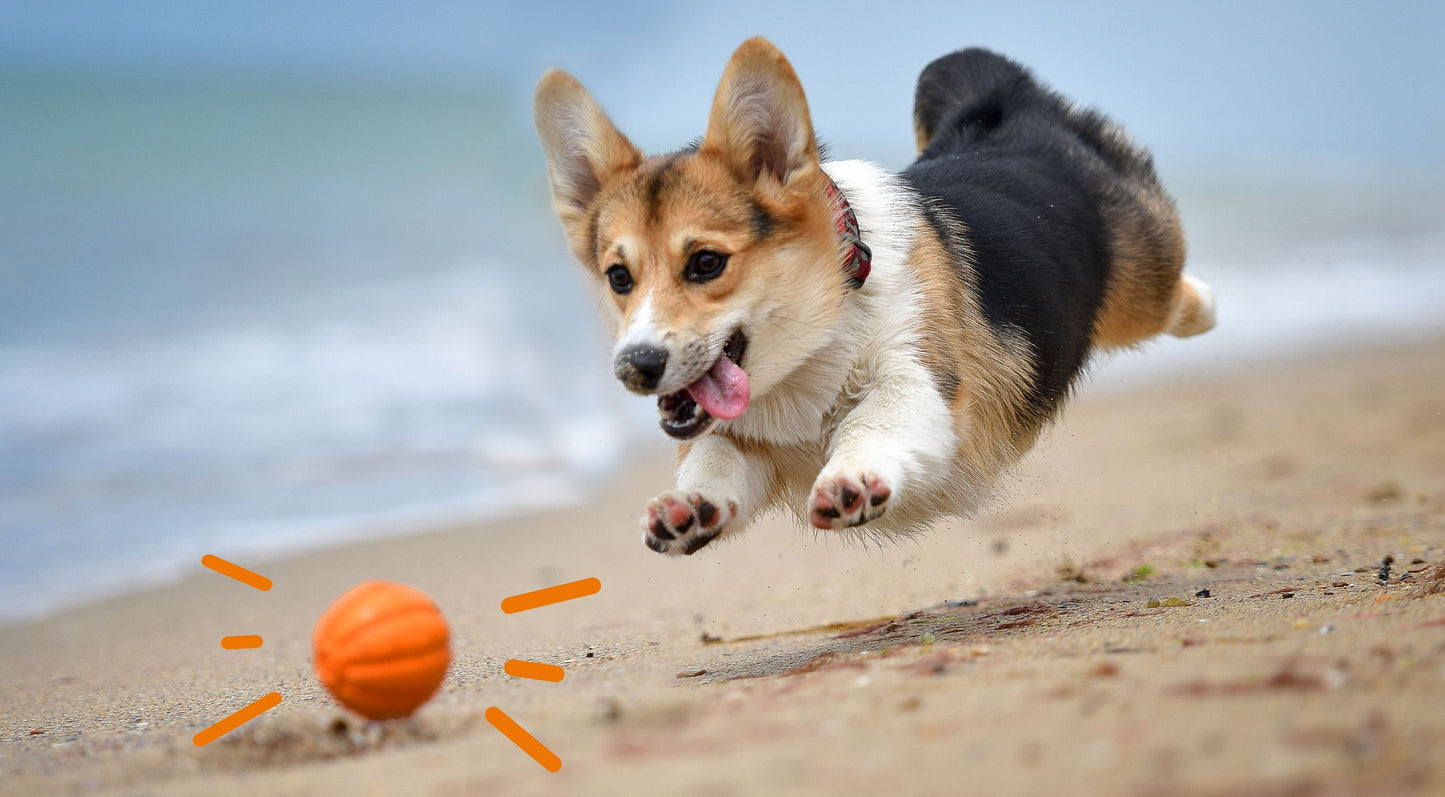 Zesty Paws Allergy Immune Bites