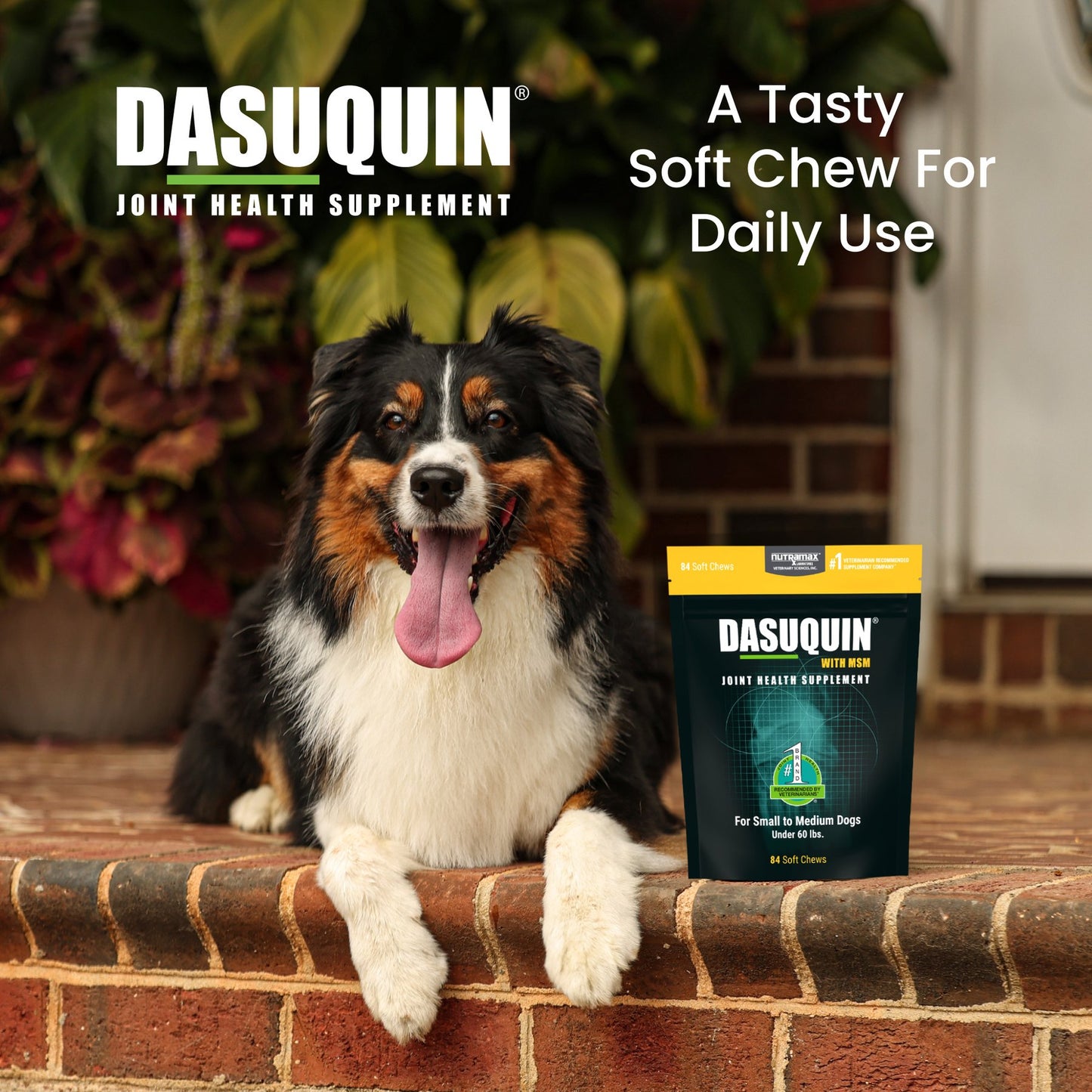 Nutramax Dasuquin with MSM Soft Chews