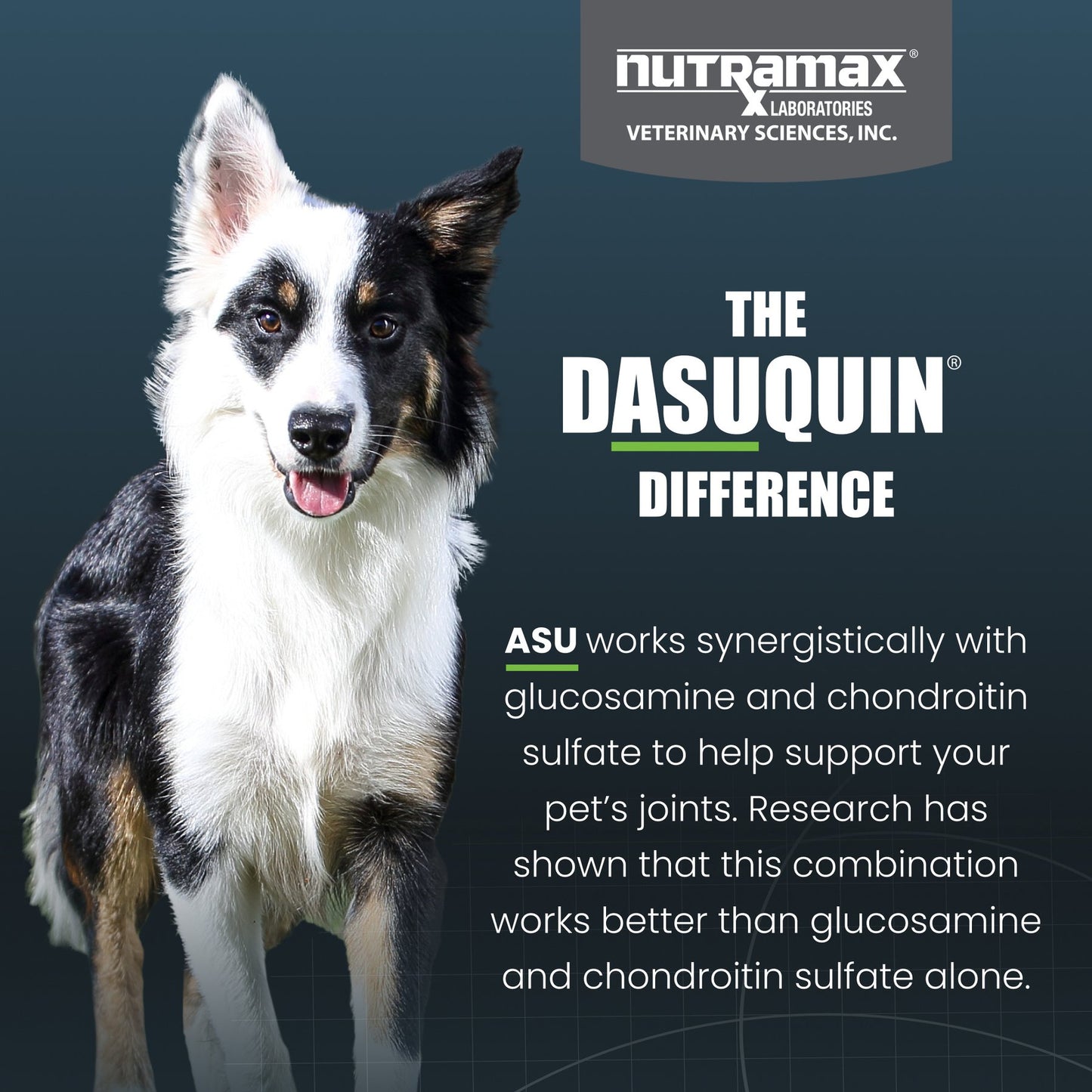 Nutramax Dasuquin with MSM Soft Chews