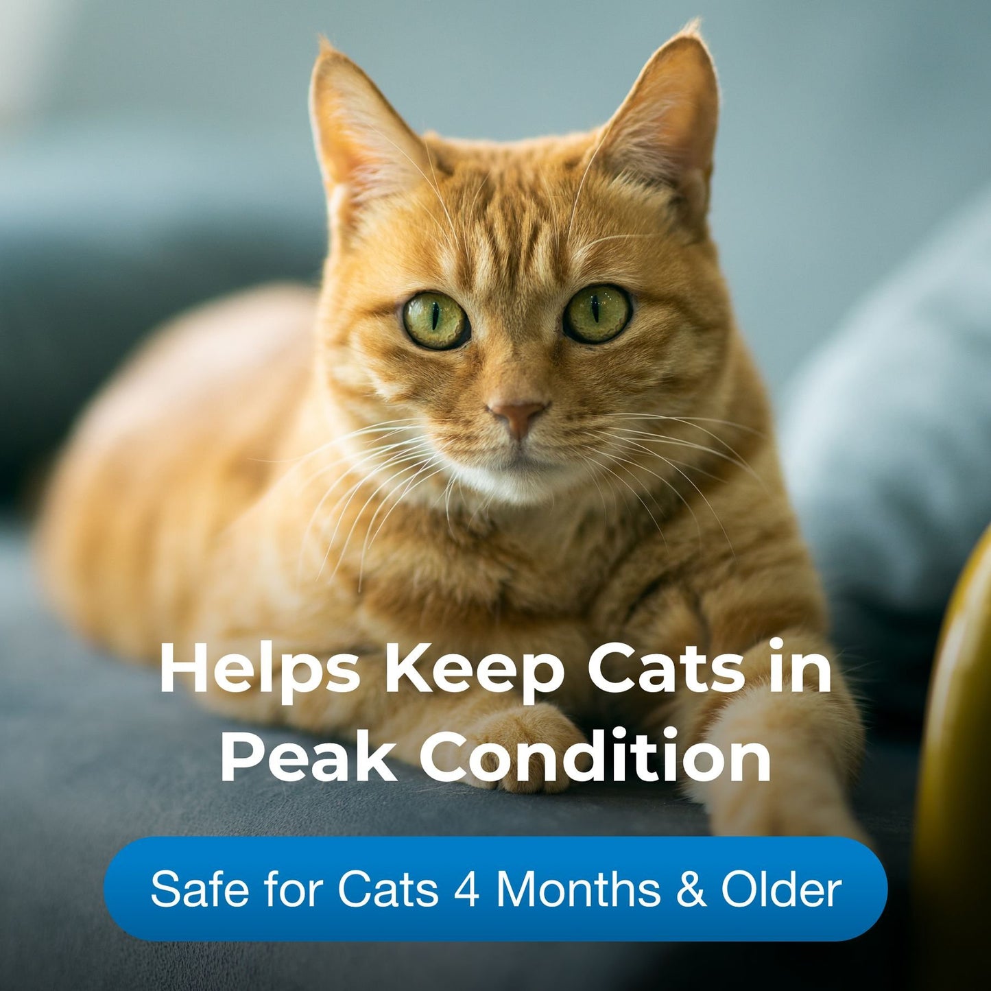 PetAg CatSure Nutritional Supplement