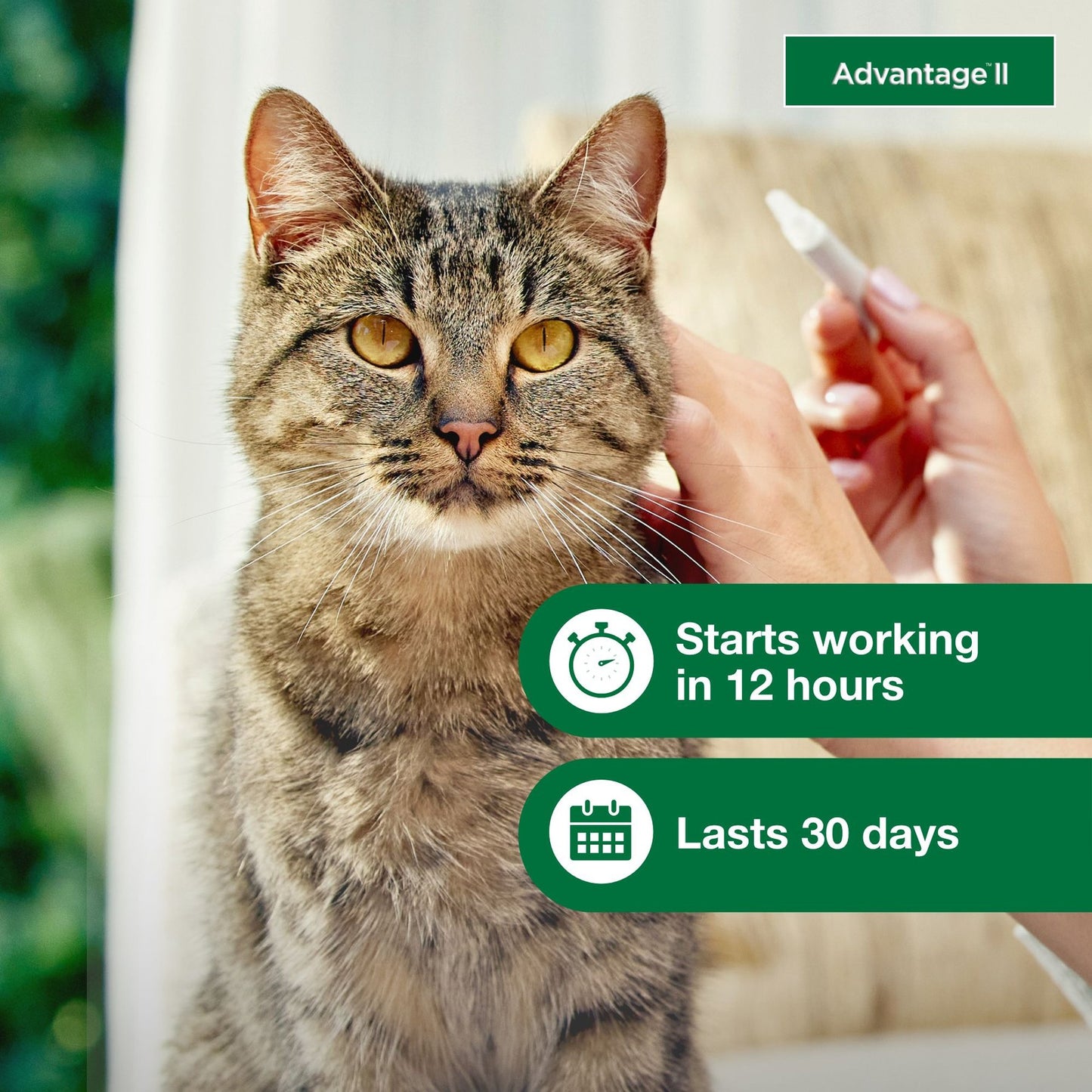 Advantage II Flea Treatment for Cats